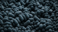Vitamine B12
