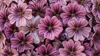 Malva